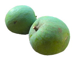 Jahangir Mango